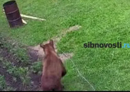 В селе под Красноярском медведь загрыз алабая