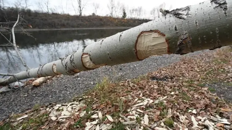 Лоси и бобры угрожают лесам Новосибирской области: как защищают молодые посадки