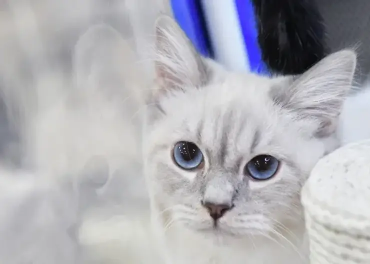 Депутаты Госдумы предлагают ввести государственный допуск на содержание кошек и собак