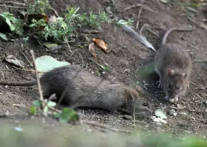 10 жителей Красноярского края за сентябрь пострадали от нападения крыс