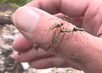 Красноярцам рассказали, как спастись от комаров