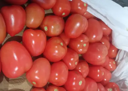 В Красноярске уничтожат почти 4 тонны зараженных томатов из Китая