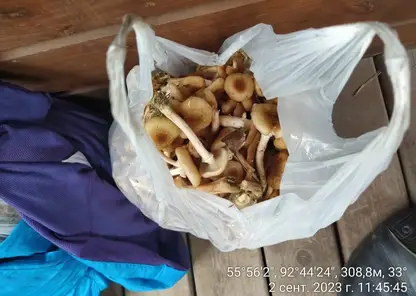 На «Красноярских Столбах» туристов оштрафовали за сбор грибов и прогулки с домашними животными