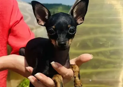 Почти 11 тысяч домашних собак прошли обязательную процедуру чипирования в Забайкалье