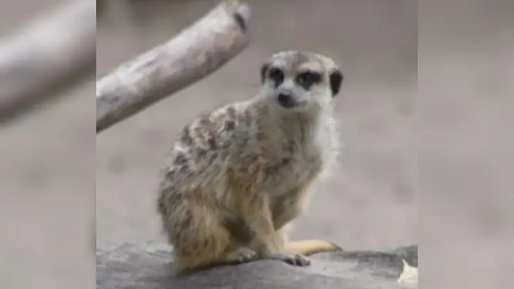 В зоопарке Новосибирска показали сурикатов, покоривших посетителей интеллектом