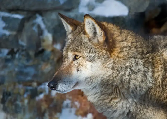 В Томской области ввели вознаграждение за добычу волков