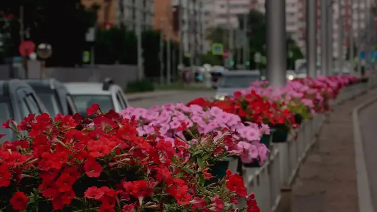 На Белинского в Красноярске впервые появились клумбы