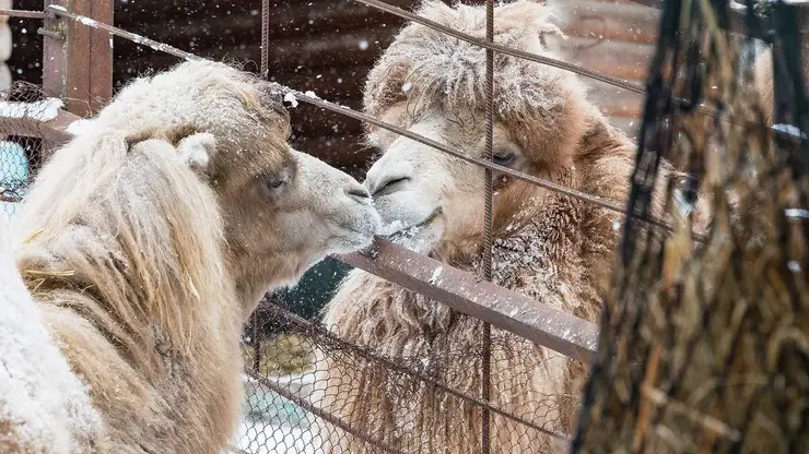 В красноярском парке «Роев ручей» начинается верблюжий роман