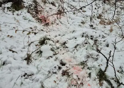 В Красноярском крае браконьер нанес ущерб на 80 тысяч рублей, убив двух косуль