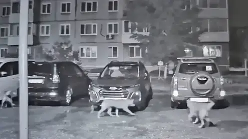 Стая собак погрызла припаркованную иномарку в Ачинске (видео)