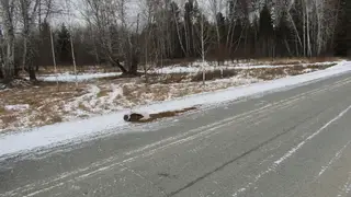 Мужчина выбросил большой пакет с наркотиком из окна машины во время погони в Красноярском крае