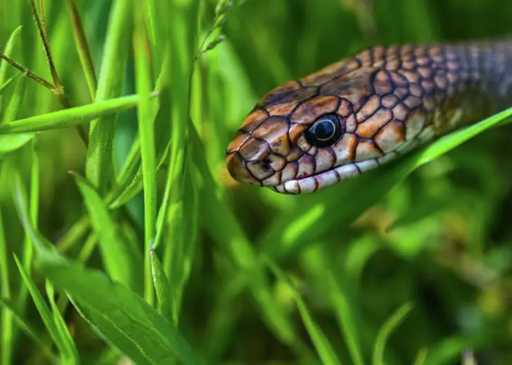 Экотропу для близкого знакомства со змеями создадут в Бурятии