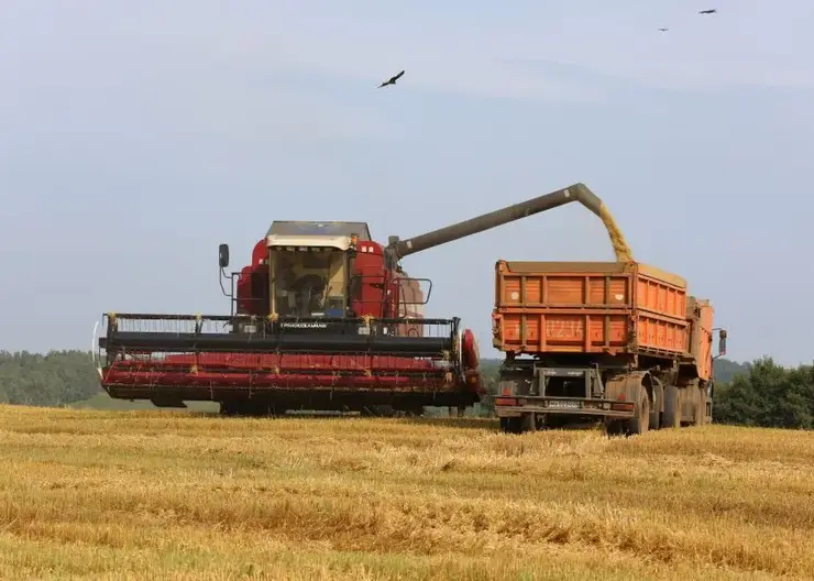 В Красноярском крае в 4,5 раза увеличилась площадь застрахованных посевов за последние 5 лет