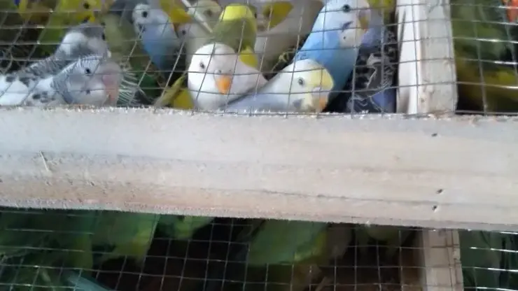 В Красноярск привезли почти тысячу попугаев из Кыргызстана