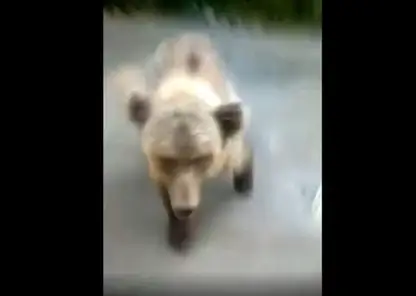 В Курагинском районе медвежонок пристаёт к людям