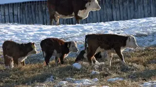 Завершается изъятие больного скота в Новосибирской области: хозяйствам, пострадавшим от пастереллеза, пообещали поставки животных Завершается изъятие больного скота в Новосибирской области: хозяйствам, пострадавшим от пастереллеза, пообещали поставки животных