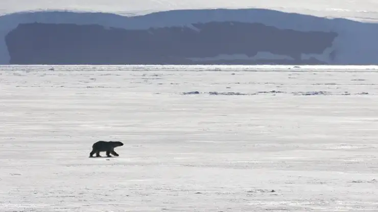 Белый медведь напал на семью во время рыбалки на севере Красноярского края