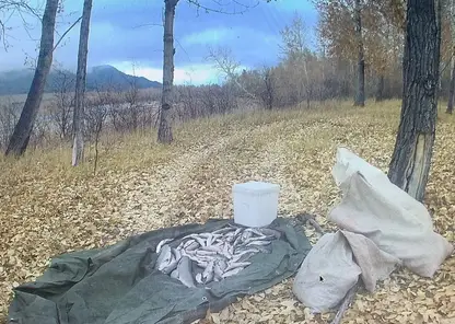 Браконьеров поймали с поличным в Туве: в их улове оказался краснокнижный таймень