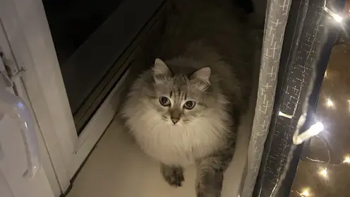 Красноярцам предлагают купить фото кота за 500 рублей