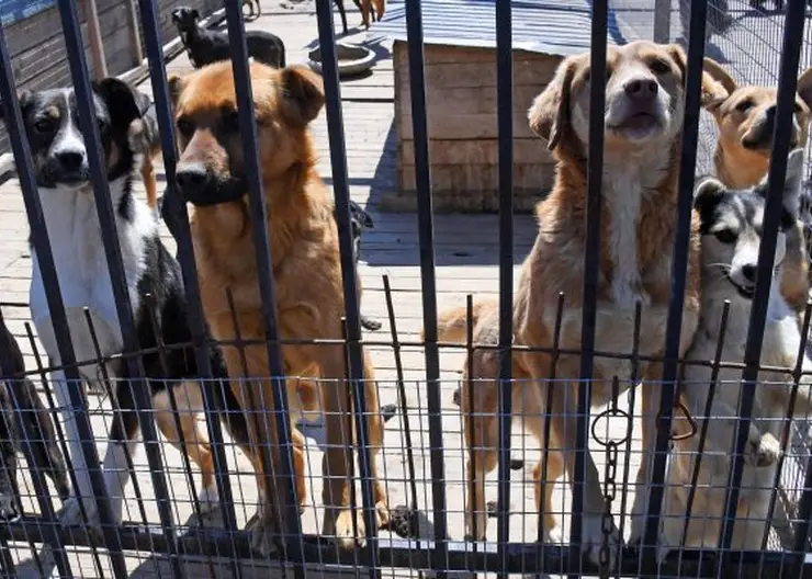 В Кемеровской области бродячая собака напала на 16 человек