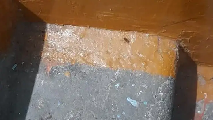 Красноярцам рассказали, что делать если в подъезде завелись тараканы