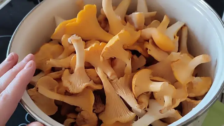 В Красноярске начали продавать первые лисички