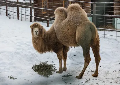 Красноярцам рассказали, как животные «Роева ручья» отметили Новый год с подаренными ёлками