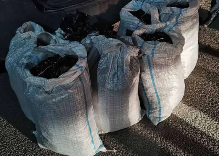 Житель Иркутска не нашел грибы и собрал марихуану 