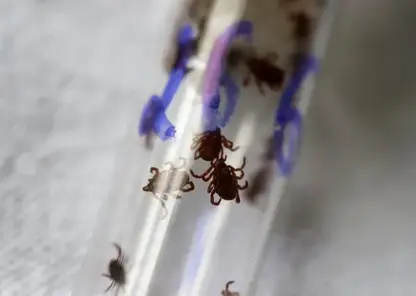 Активность клещей усилилась в Красноярском крае