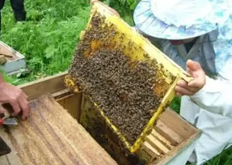 Россельхознадзор обнаружил незарегистрированных пчел в Саяногорске