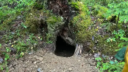 Лесные пожарные спасли берлогу медведя от огня в Красноярском крае