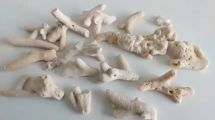 Новосибирские таможенники изъяли 22 коралла у туриста из ОАЭ