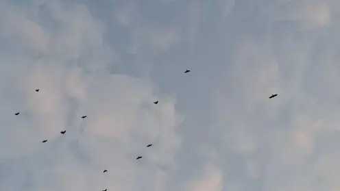 Охотиться на бакланов разрешили в Красноярском крае