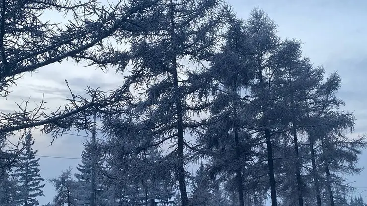 В Красноярском крае 10 января ожидается сильный ветер и мороз до 30 градусов