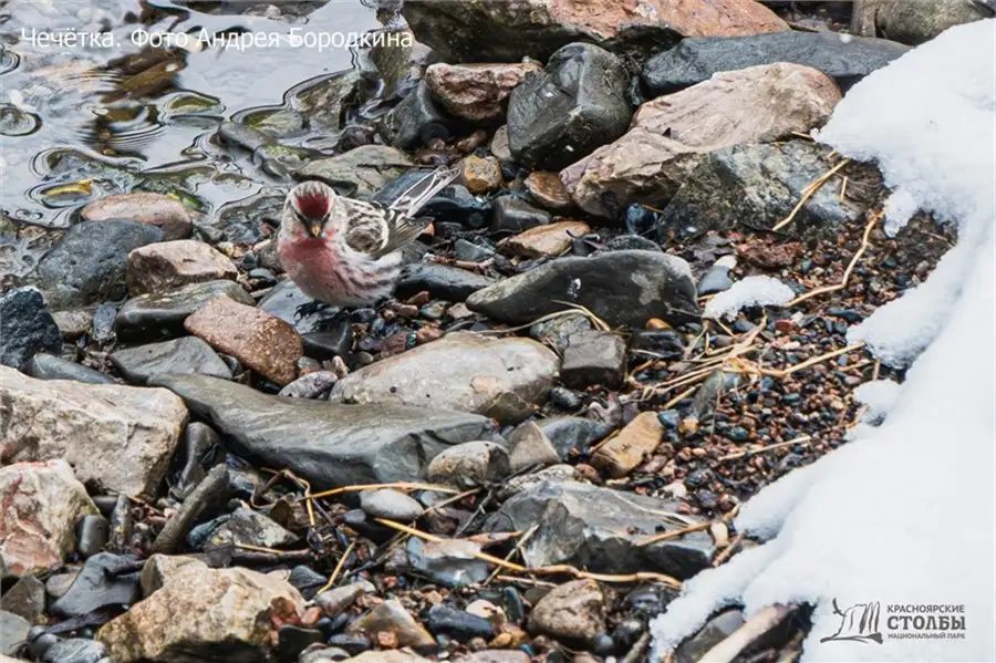 Фото: пресс-служба национального парка «Красноярские Столбы»