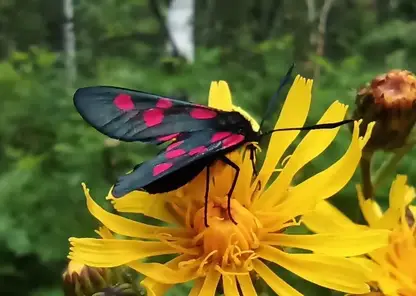 Лесные пожарные края показали парные танцы ядовитых бабочек