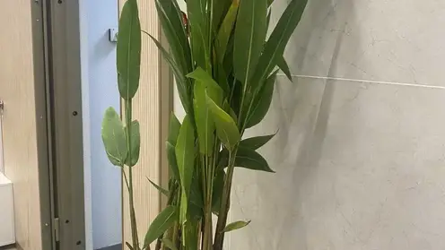 Опасный саженец конфисковали в красноярском аэропорту у туристов, вернувшихся из Вьетнама