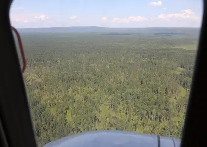 В Красноярском крае на восстановление, охрану и защиту лесов направят более 6 млрд рублей