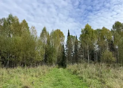 Губернатор Томской области ограничил массовые мероприятия в лесах из-за медведей