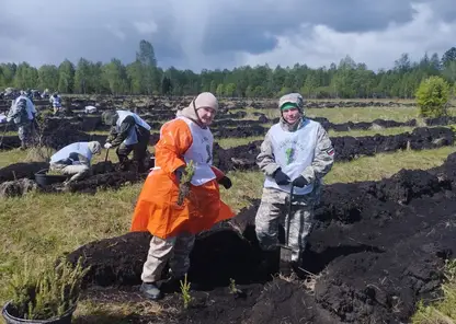 4000 молодых елей в виде надписи «80 лет» появились в Емельяновском районе