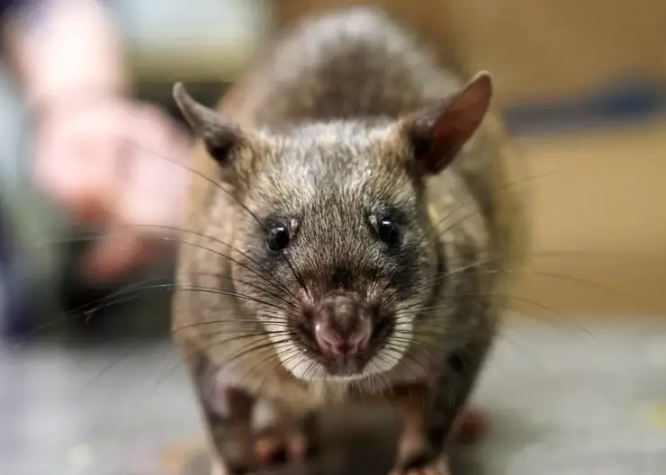 В Канске беременная женщина от грызунов заразилась листериозом