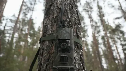 В Забайкалье в 2026 году установят тысячу новых фотоловушек для защиты лесов от пожаров