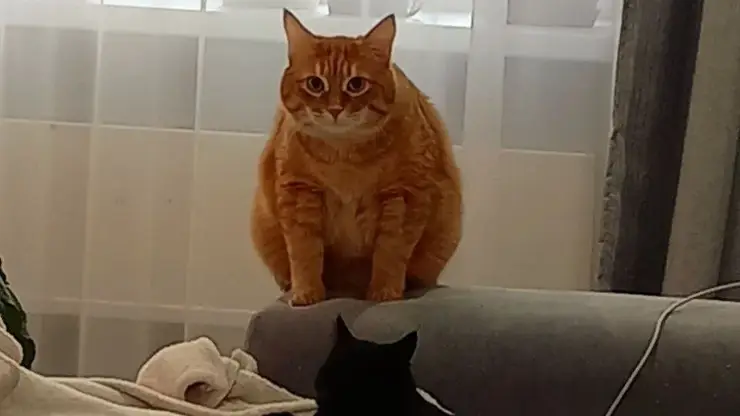 «Регистрация необходима»: Домашних животных может ждать обязательное чипирование и учет