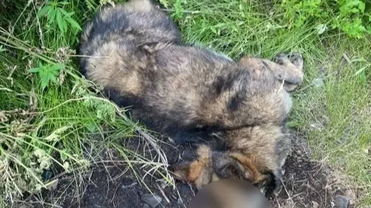 В Туве пьяный живодер забил собаку камнем, вспомнив, что когда-то его укусил похожий пес