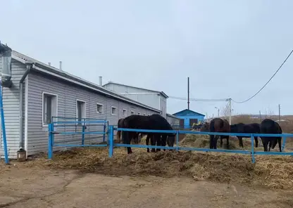122 лошади живут в антисанитарных условиях в приюте "Мустанг" Емельяновского района