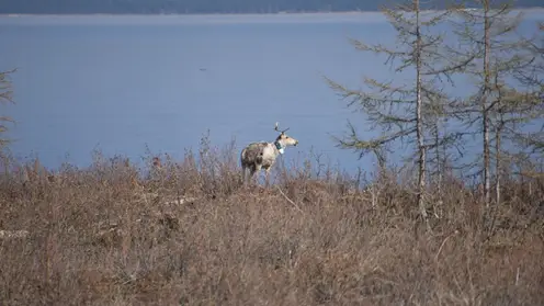 В Красноярском крае изучат малоисследованную популяцию северного оленя