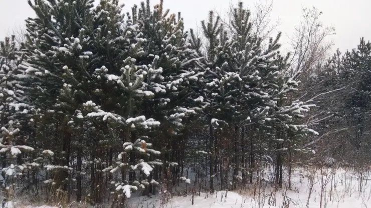 Метель и мороз до -35 градусов прогнозируют синоптики в Красноярском крае 8 декабря