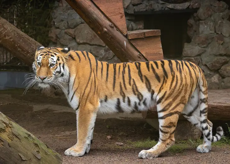 Красноярскому амурскому тигру привезли невесту