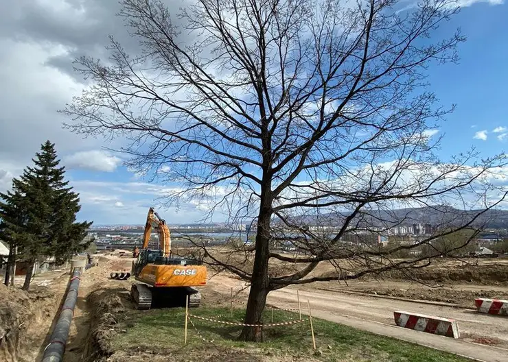 В Красноярске на площадке строительства развязки Николаевского моста сохранят дуб