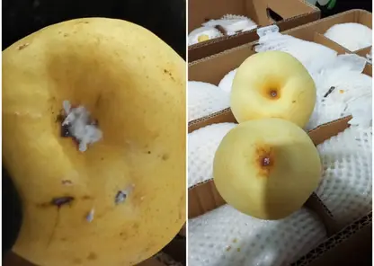 В Красноярске предотвратили ввоз зараженных груш из Китая